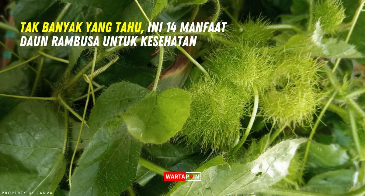 Tak Banyak yang Tahu, Ini 14 Manfaat Daun Rambusa Untuk Kesehatan