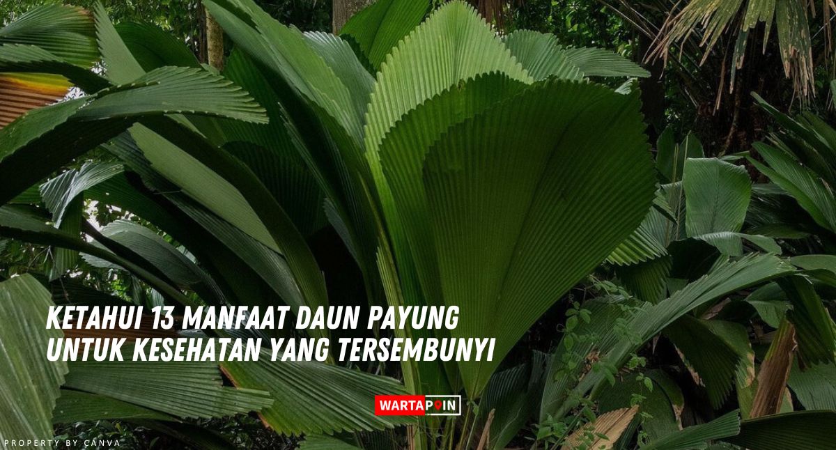 Ketahui 13 Manfaat Daun Payung Untuk Kesehatan yang Tersembunyi