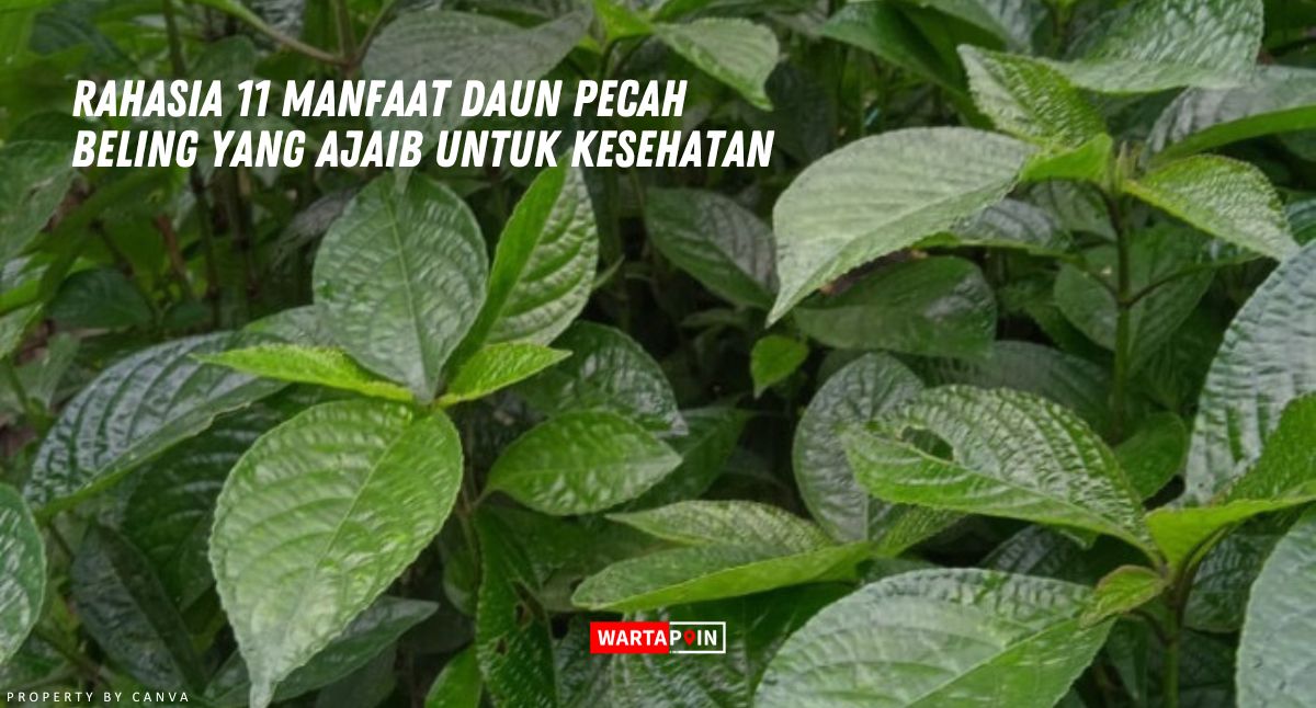 Rahasia 11 Manfaat Daun Pecah Beling yang Ajaib untuk Kesehatan