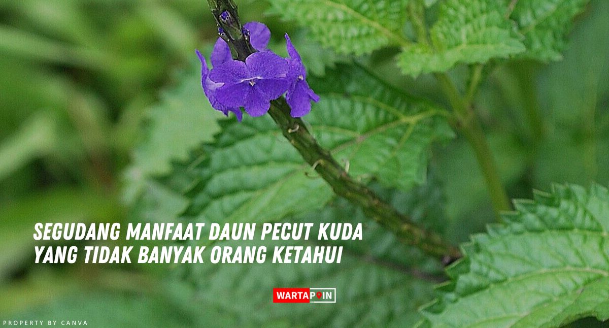 Segudang Manfaat Daun Pecut Kuda yang Tidak Banyak Orang Ketahui