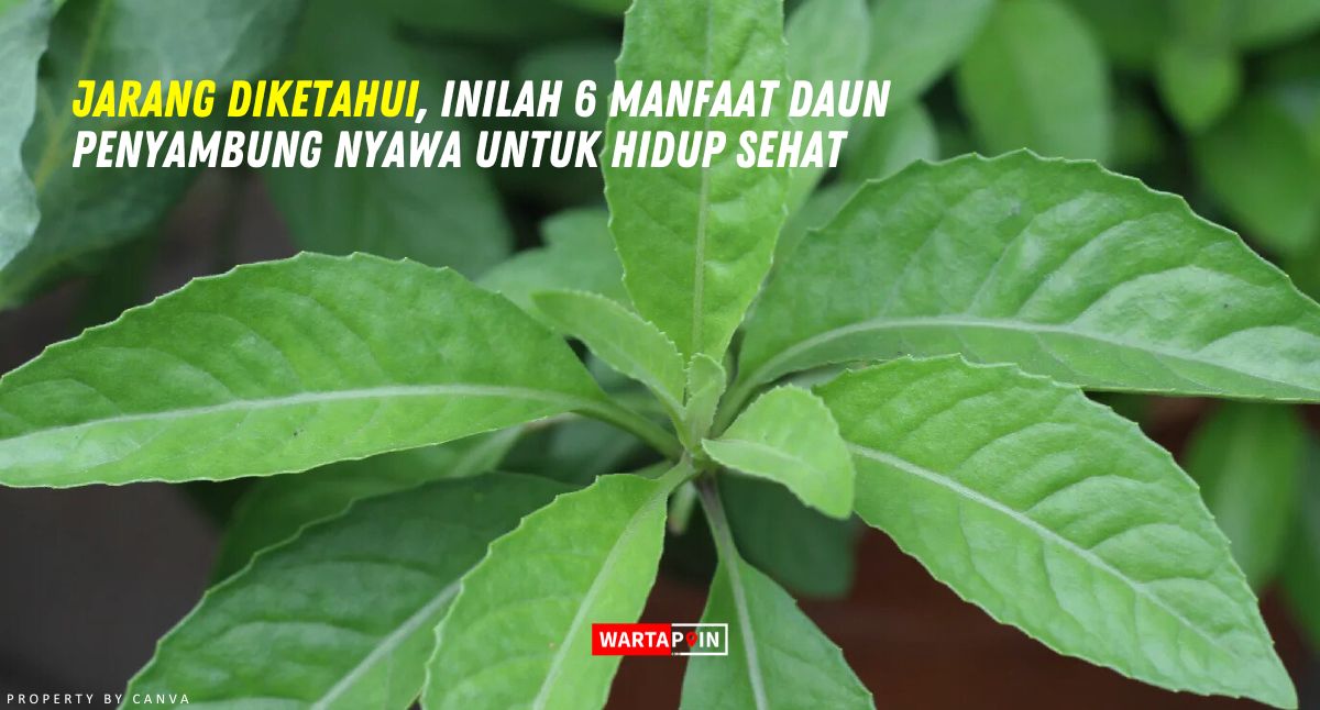 Jarang Diketahui, Inilah 6 Manfaat Daun Penyambung Nyawa untuk Hidup Sehat