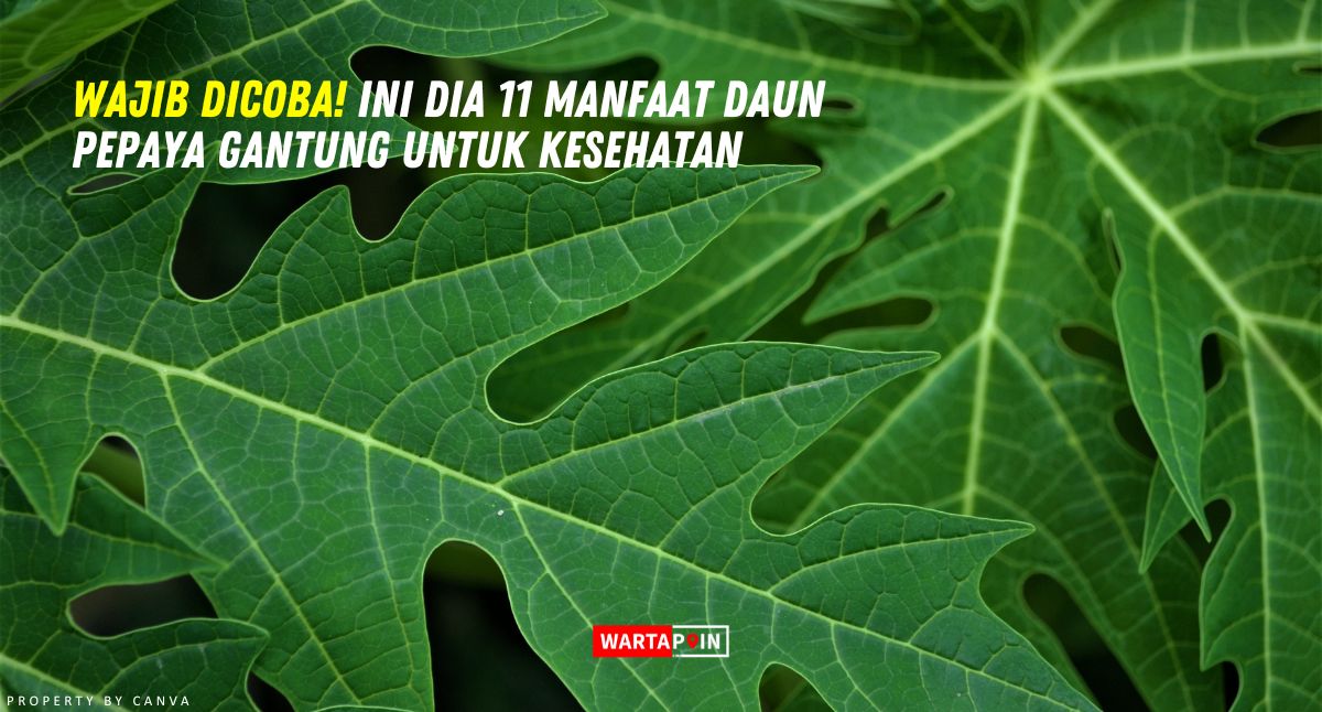 Wajib Dicoba! Ini Dia 11 Manfaat Daun Pepaya Gantung untuk Kesehatan