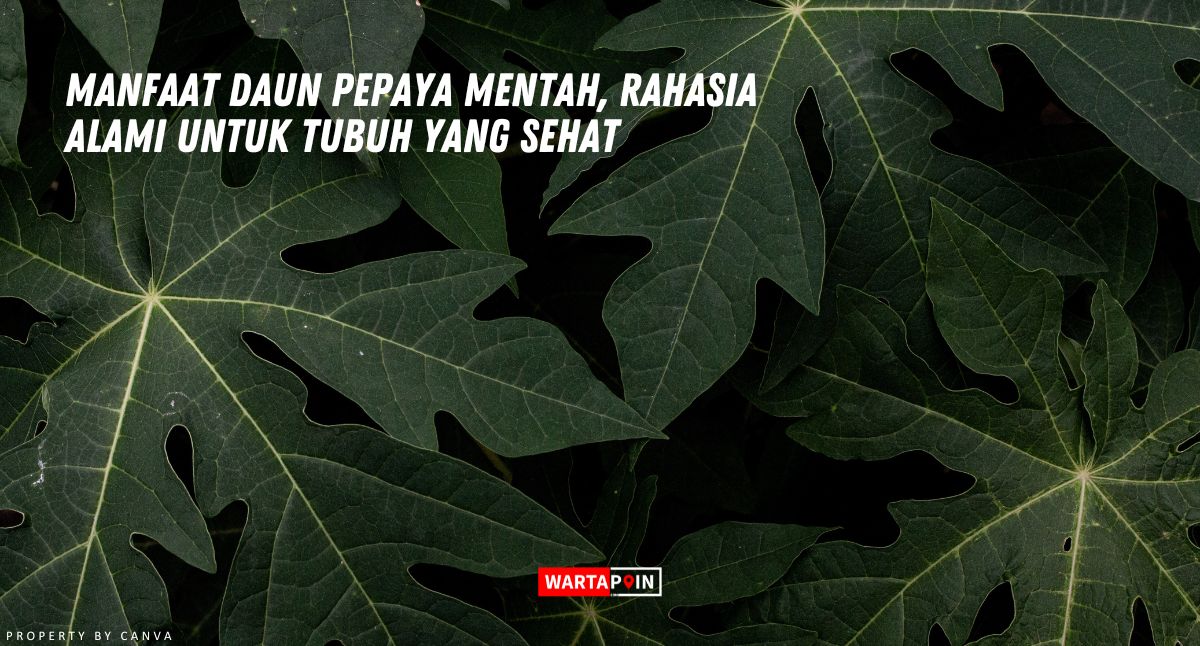 Manfaat Daun Pepaya Mentah, Rahasia Alami untuk Tubuh yang Sehat