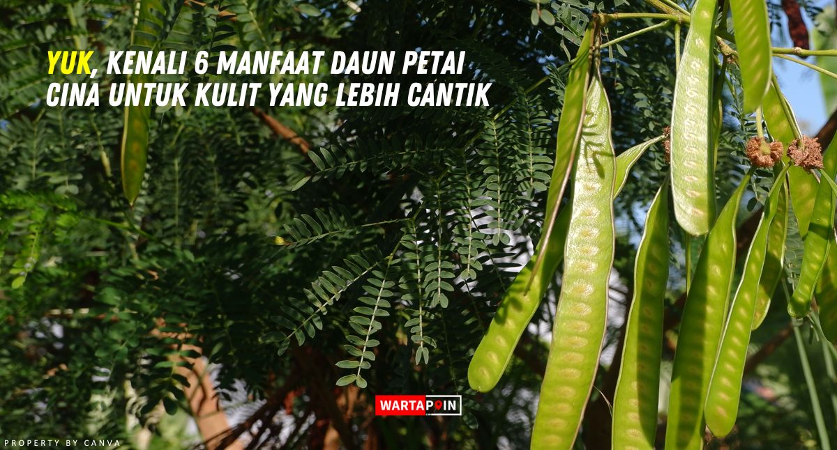 Yuk, Kenali 6 Manfaat Daun Petai Cina untuk Kulit yang Lebih Cantik