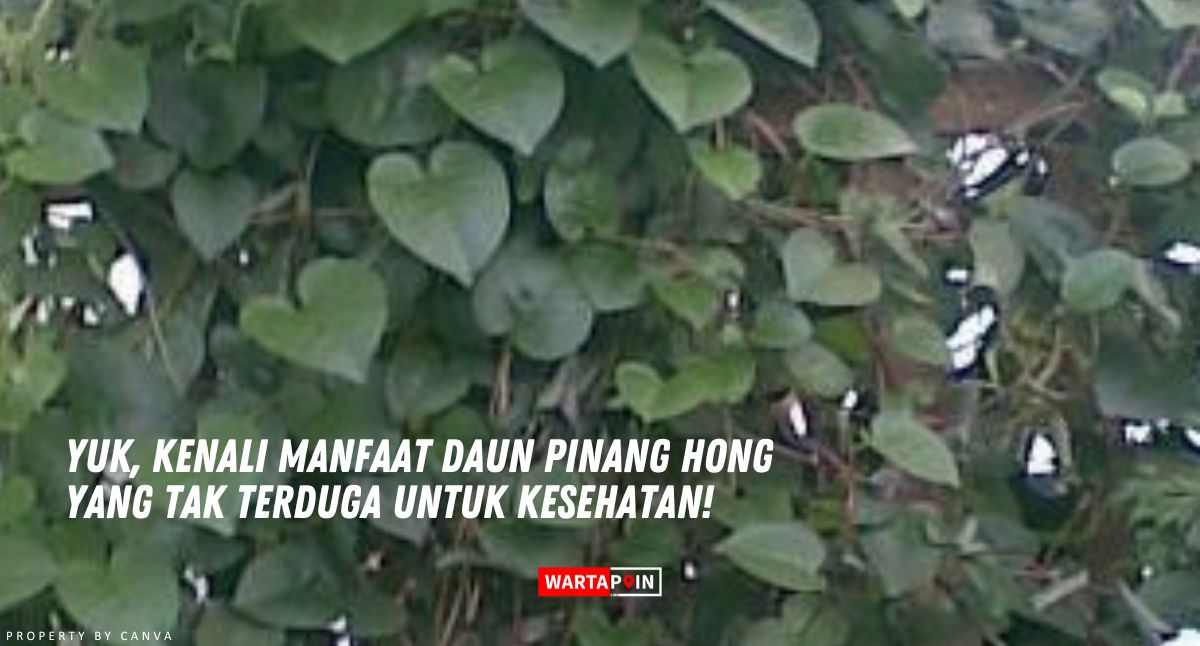 Yuk, Kenali Manfaat Daun Pinang Hong yang Tak Terduga untuk Kesehatan!