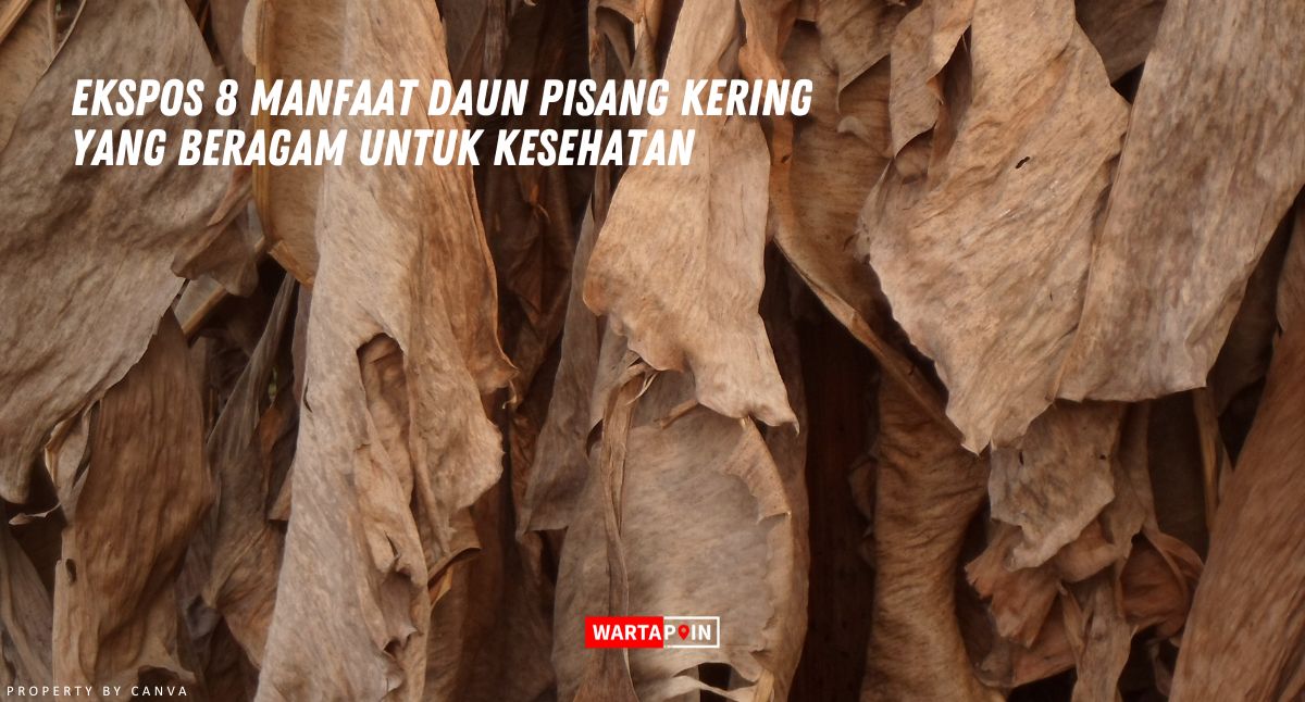 Ekspos 8 Manfaat Daun Pisang Kering yang Beragam untuk Kesehatan