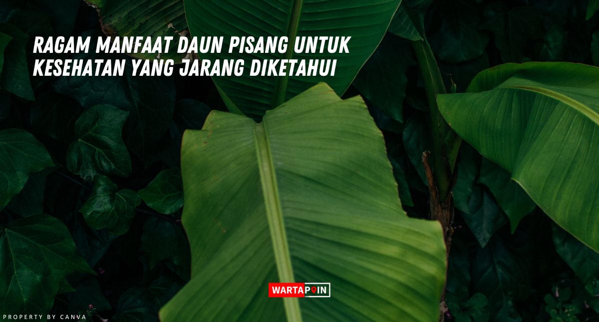 Ragam Manfaat Daun Pisang untuk Kesehatan yang Jarang Diketahui