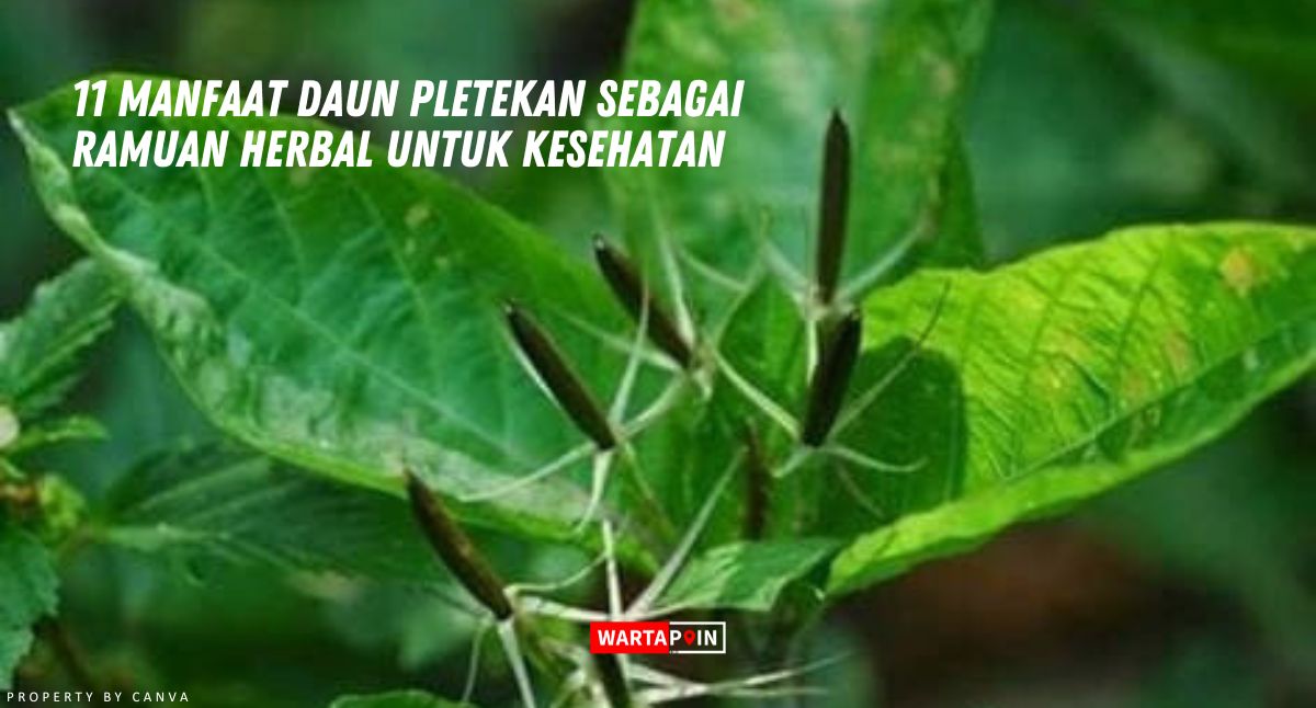 11 Manfaat Daun Pletekan Sebagai Ramuan Herbal untuk Kesehatan