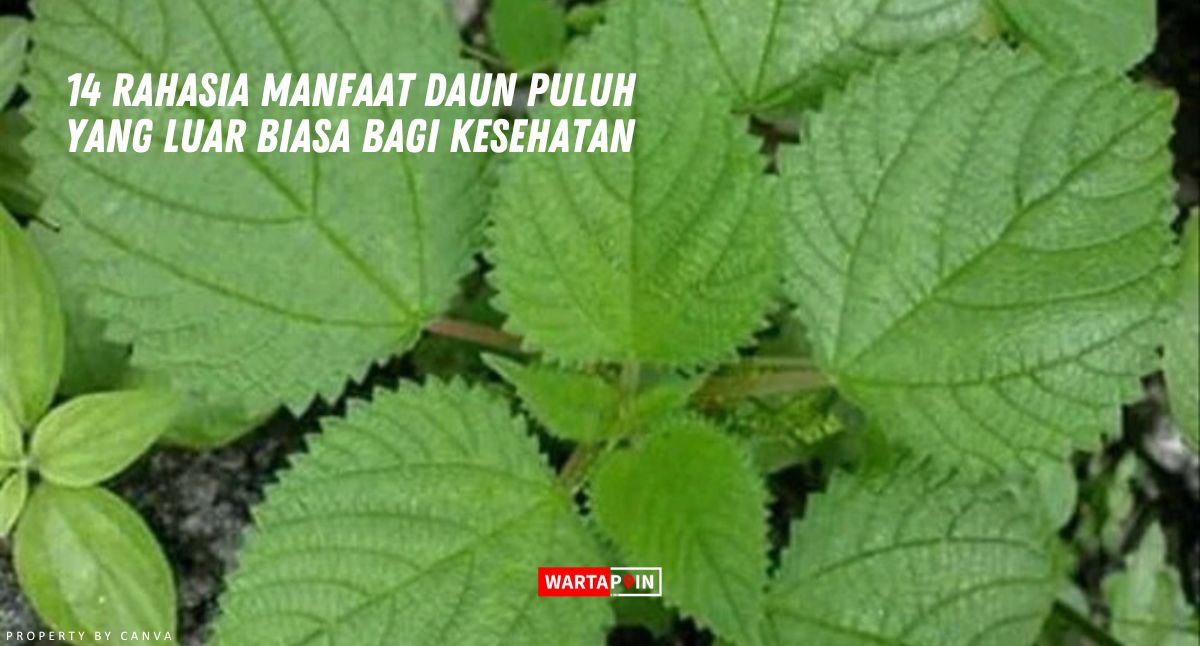 14 Rahasia Manfaat Daun Puluh yang Luar Biasa Bagi Kesehatan