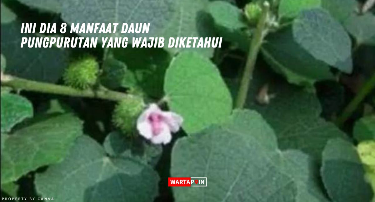 Ini Dia 8 Manfaat Daun Pungpurutan Yang Wajib Diketahui