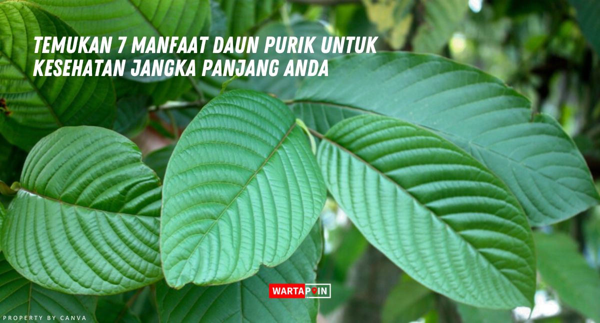 Temukan 7 Manfaat Daun Purik untuk Kesehatan Jangka Panjang Anda