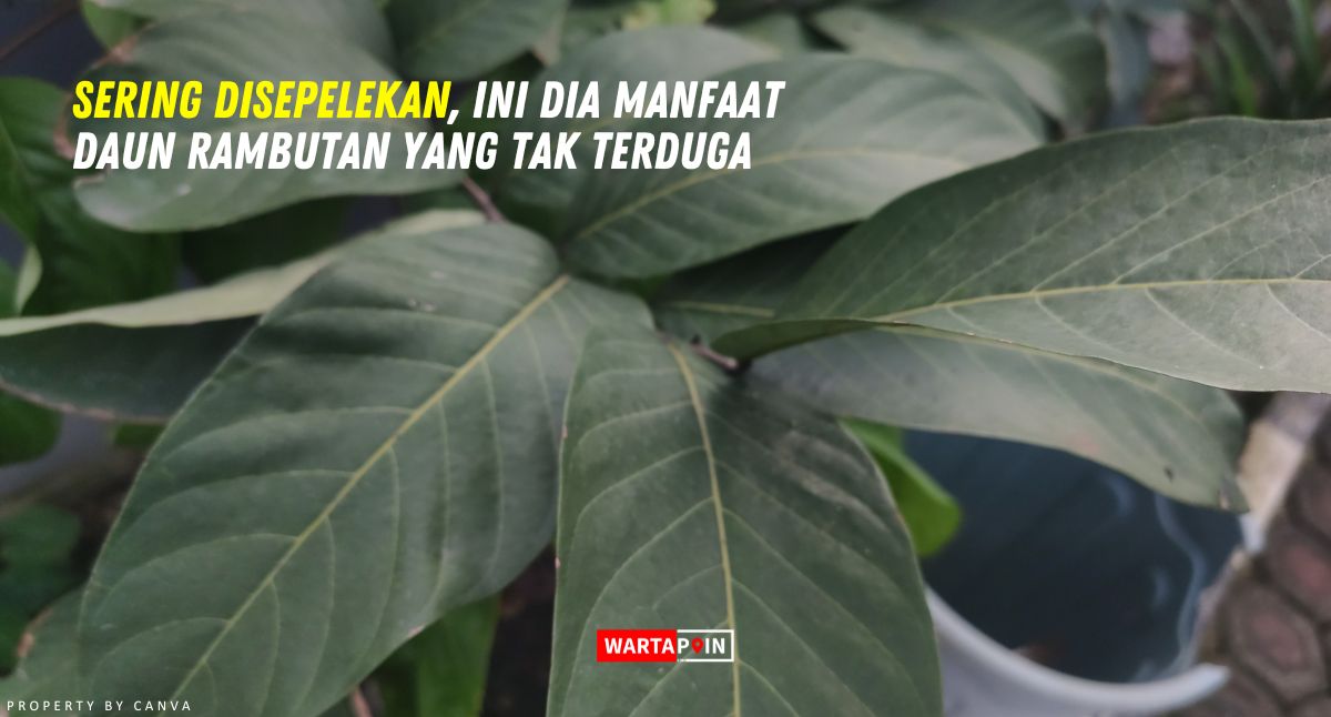 Sering Disepelekan, Ini Dia Manfaat Daun Rambutan yang Tak Terduga