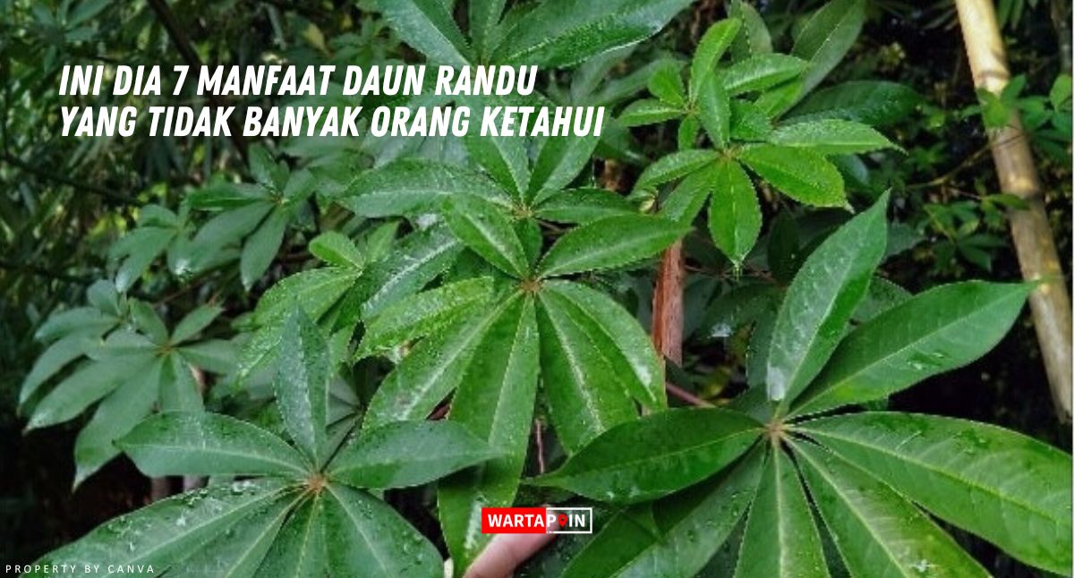 Ini Dia 7 Manfaat Daun Randu yang Tidak Banyak Orang Ketahui