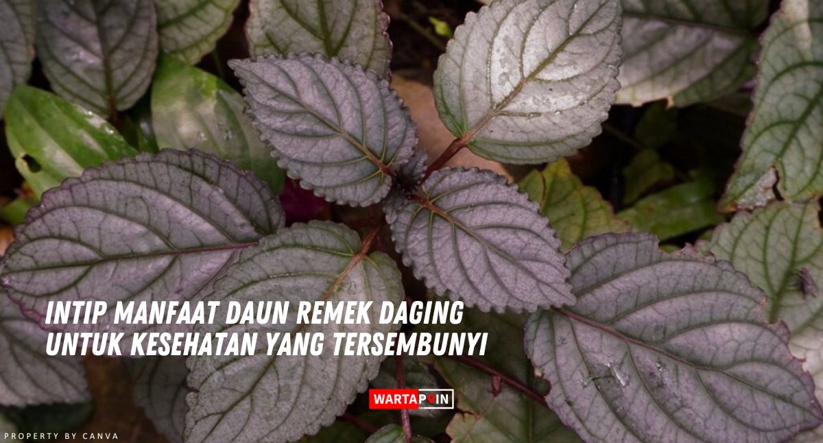 Intip Manfaat Daun Remek Daging untuk Kesehatan yang Tersembunyi