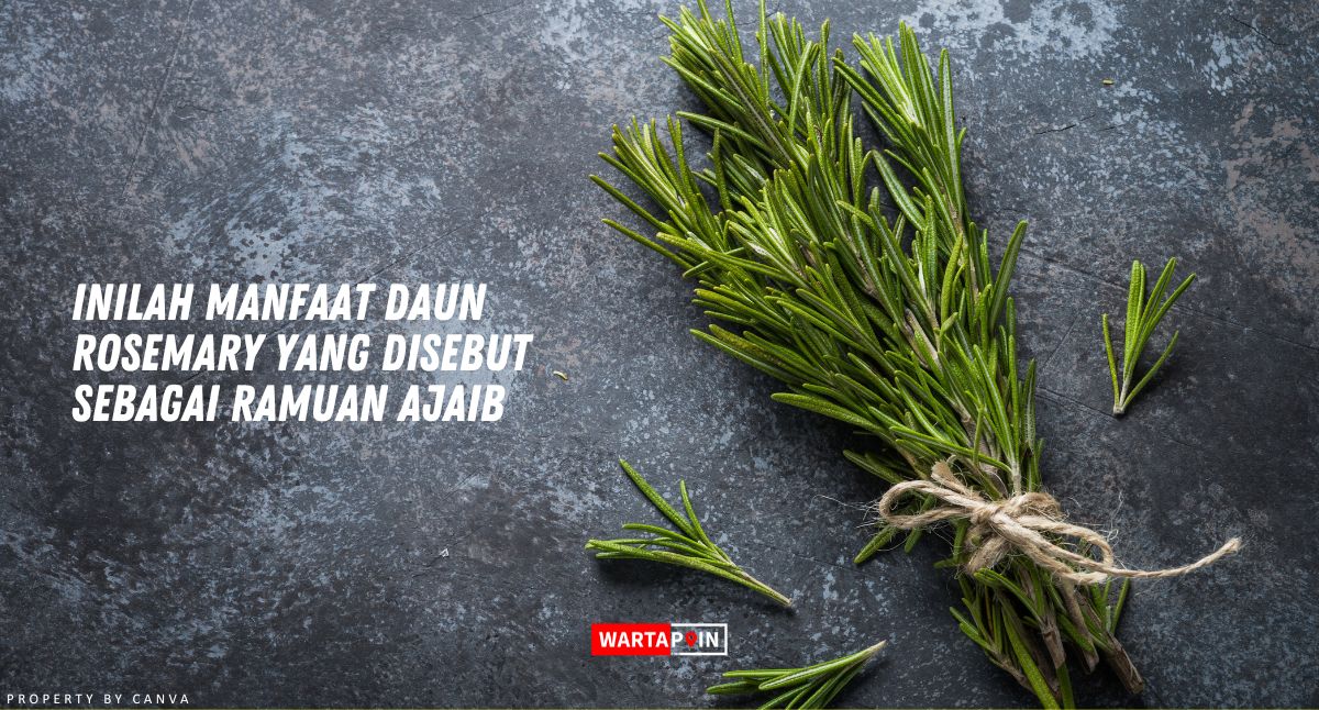 Inilah Manfaat Daun Rosemary yang Disebut Sebagai Ramuan Ajaib