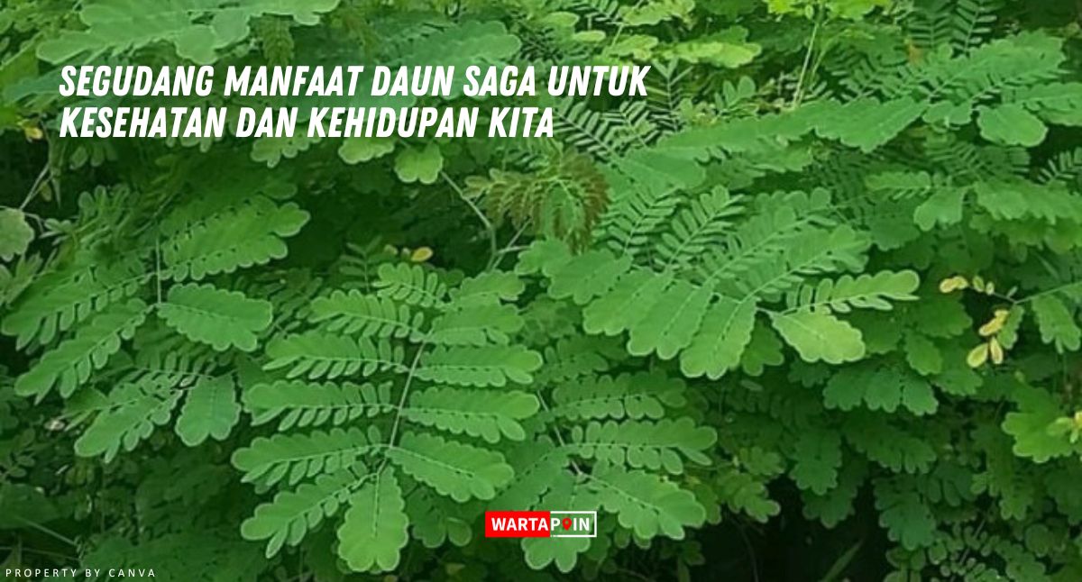 Segudang Manfaat Daun Saga untuk Kesehatan dan Kehidupan Kita