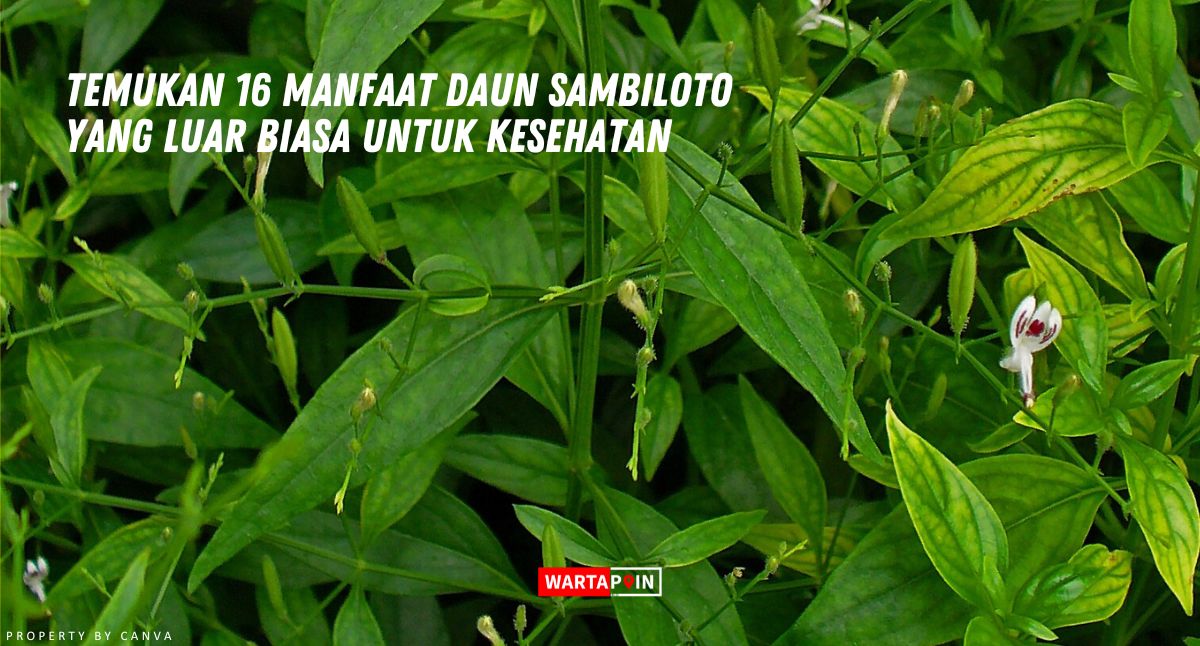 Temukan 16 Manfaat Daun Sambiloto yang Luar Biasa untuk Kesehatan