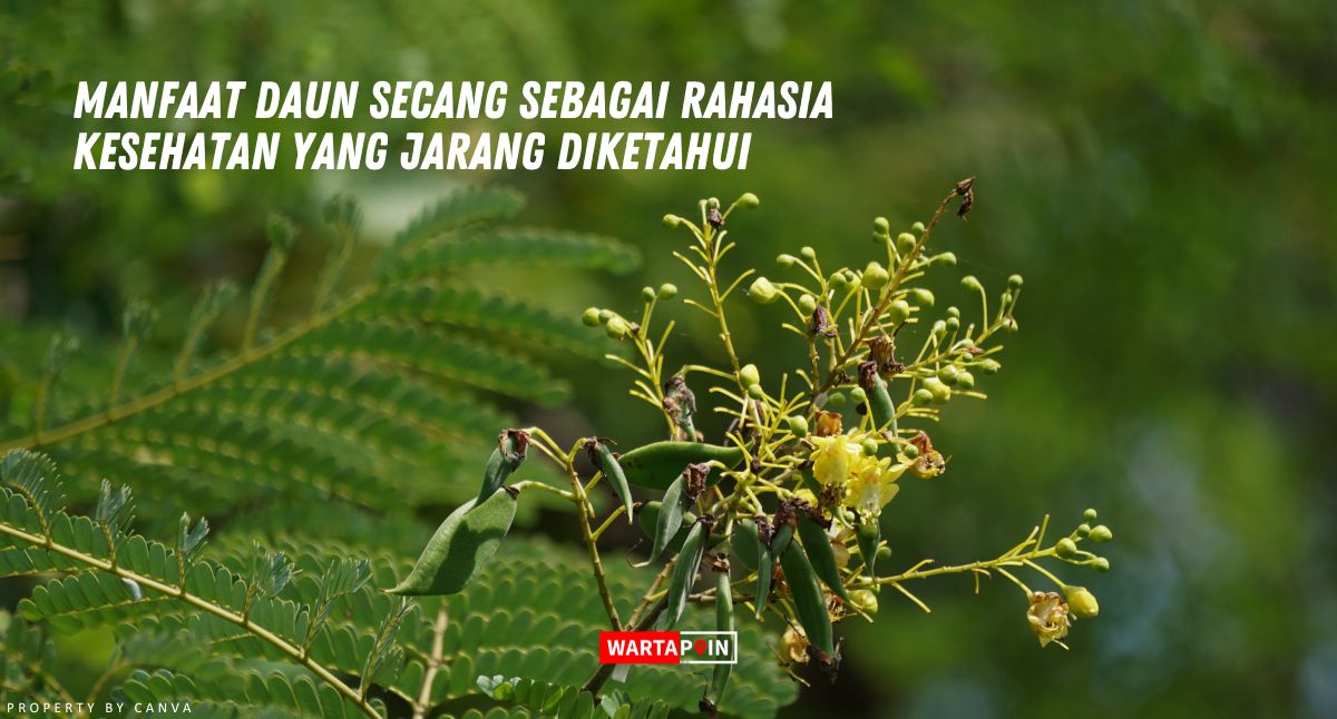 Manfaat Daun Secang Sebagai Rahasia Kesehatan yang Jarang Diketahui