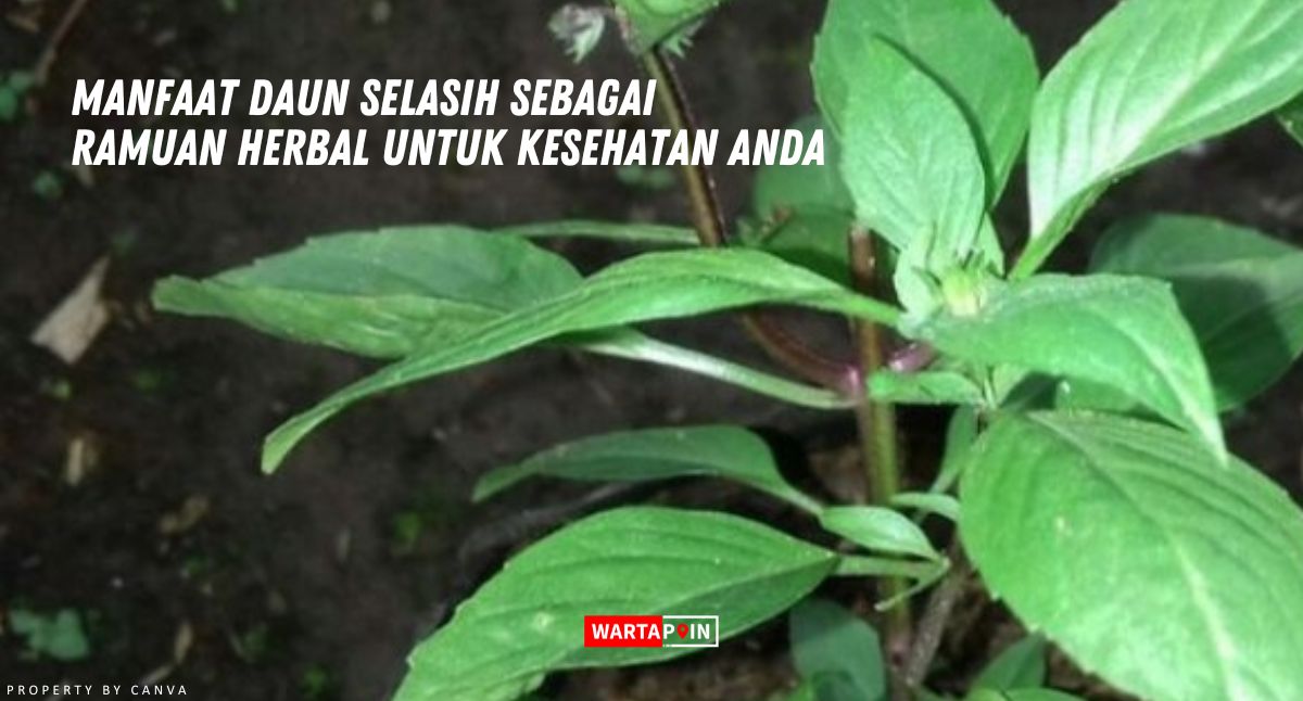 Manfaat Daun Selasih Sebagai Ramuan Herbal untuk Kesehatan Anda