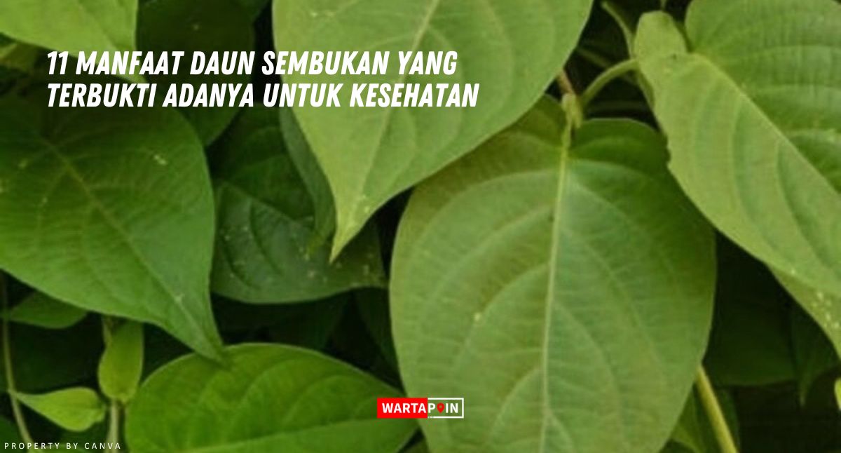 11 Manfaat Daun Sembukan yang Terbukti Adanya untuk Kesehatan