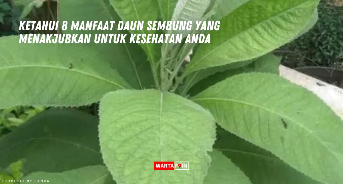 Ketahui 8 Manfaat Daun Sembung yang Menakjubkan untuk Kesehatan Anda