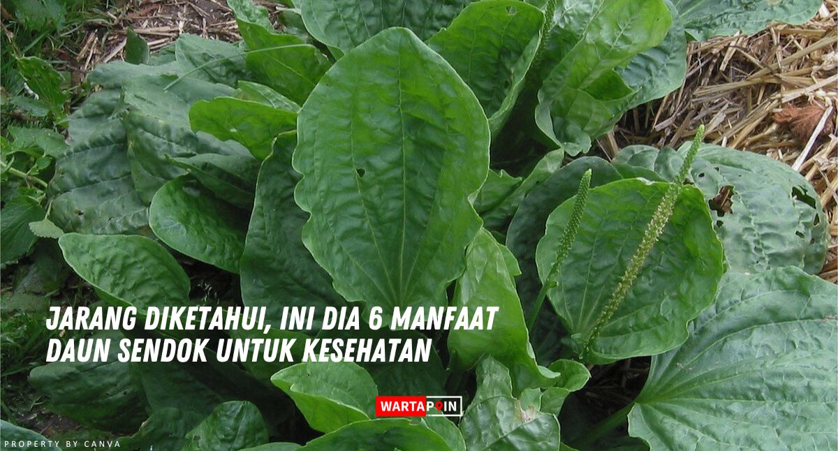 Jarang Diketahui, Ini Dia 6 Manfaat Daun Sendok untuk Kesehatan