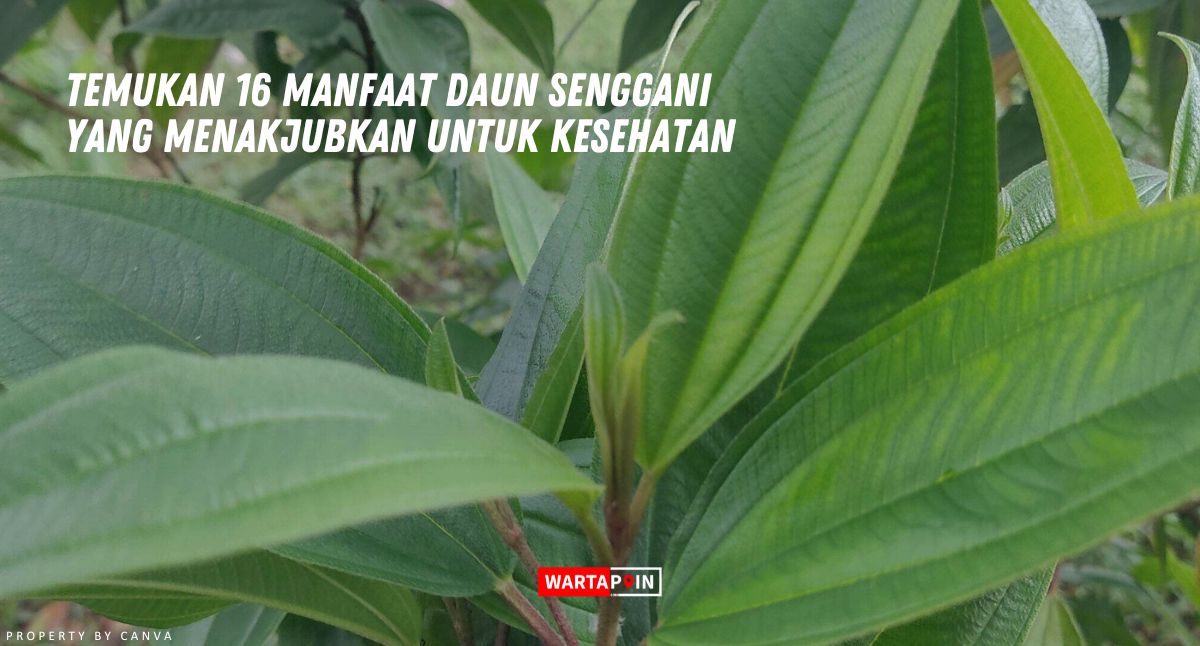 Temukan 16 Manfaat Daun Senggani yang Menakjubkan untuk Kesehatan