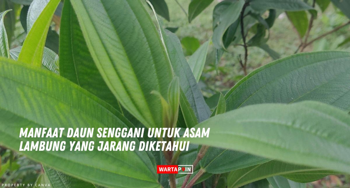 Manfaat Daun Senggani untuk Asam Lambung yang Jarang Diketahui