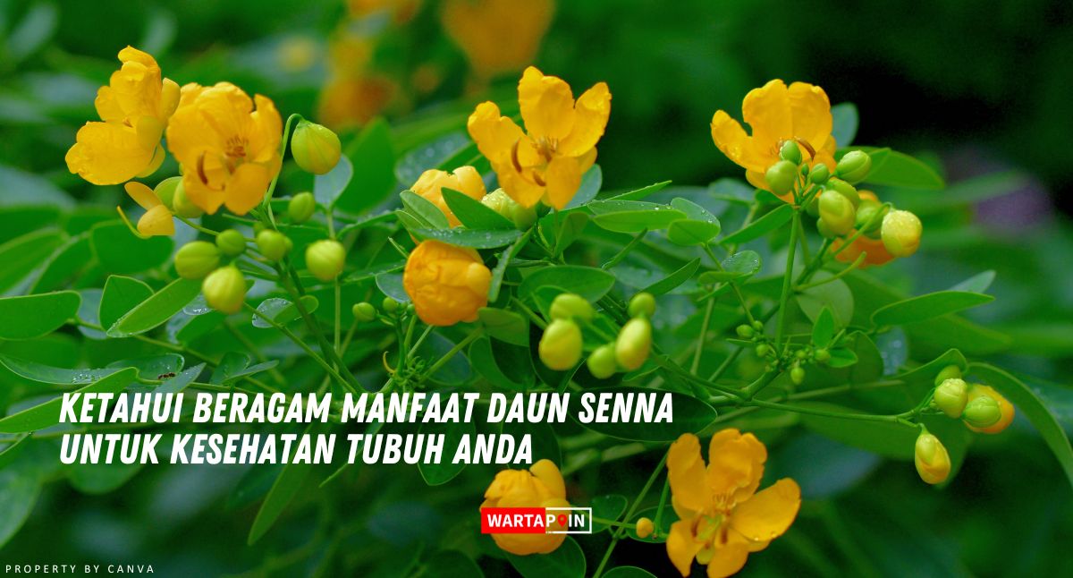 Ketahui Beragam Manfaat Daun Senna untuk Kesehatan Tubuh Anda