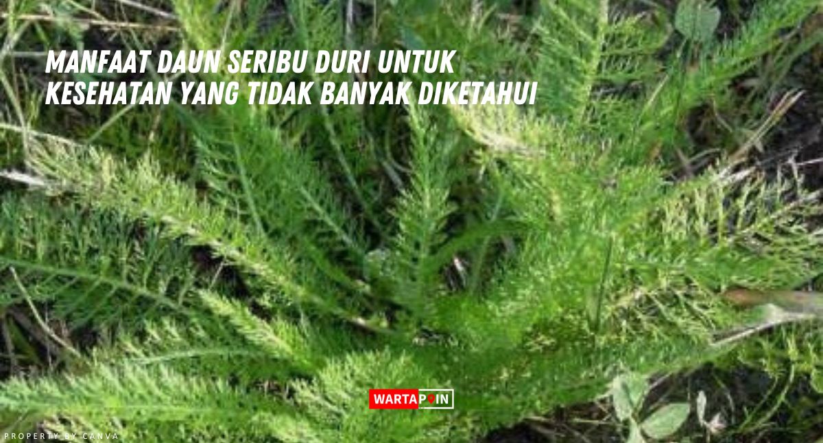 Manfaat Daun Seribu Duri untuk Kesehatan yang Tidak Banyak Diketahui