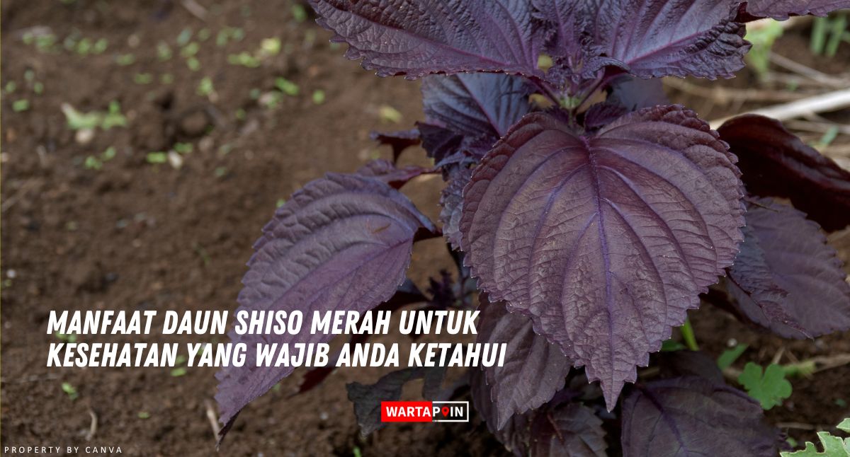 Manfaat Daun Shiso Merah untuk Kesehatan yang Wajib Anda Ketahui