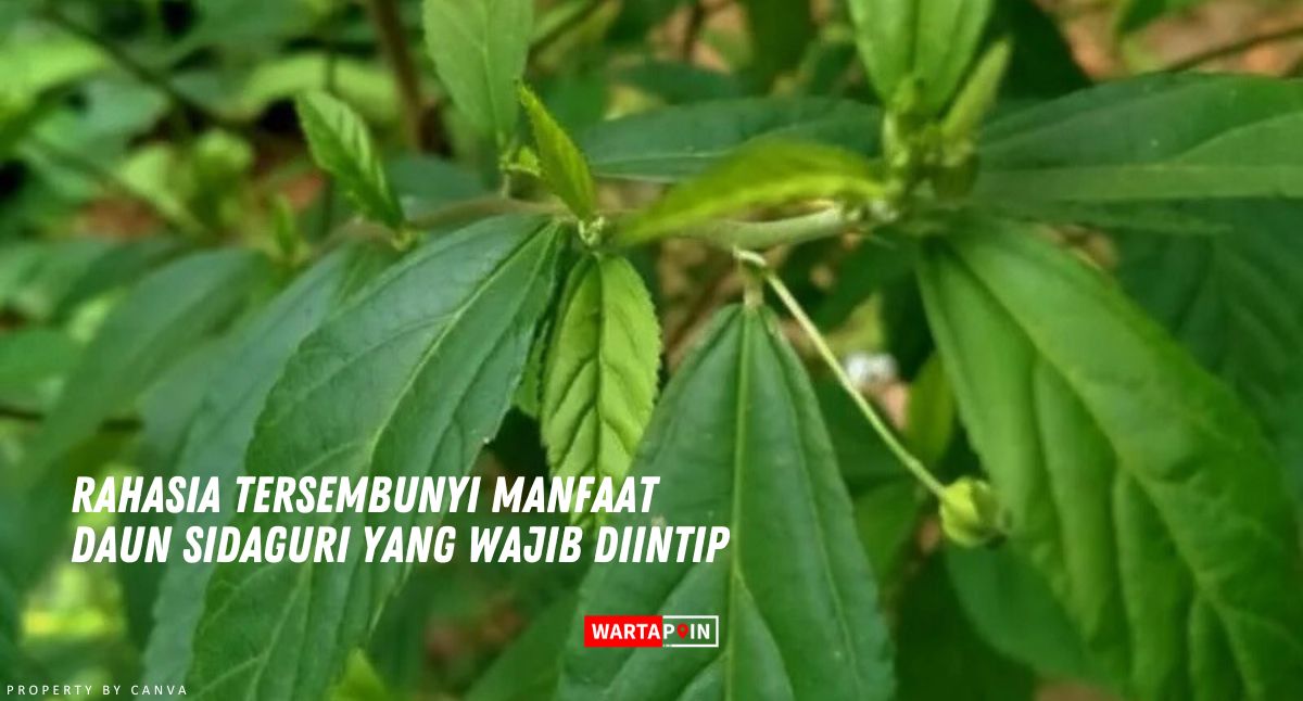 Rahasia Tersembunyi Manfaat Daun Sidaguri yang Wajib Diintip