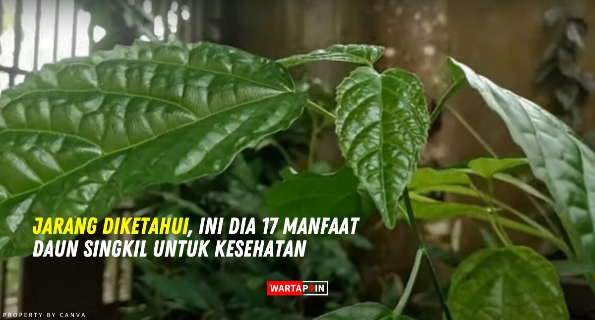 Jarang Diketahui, Ini Dia 17 Manfaat Daun Singkil untuk Kesehatan