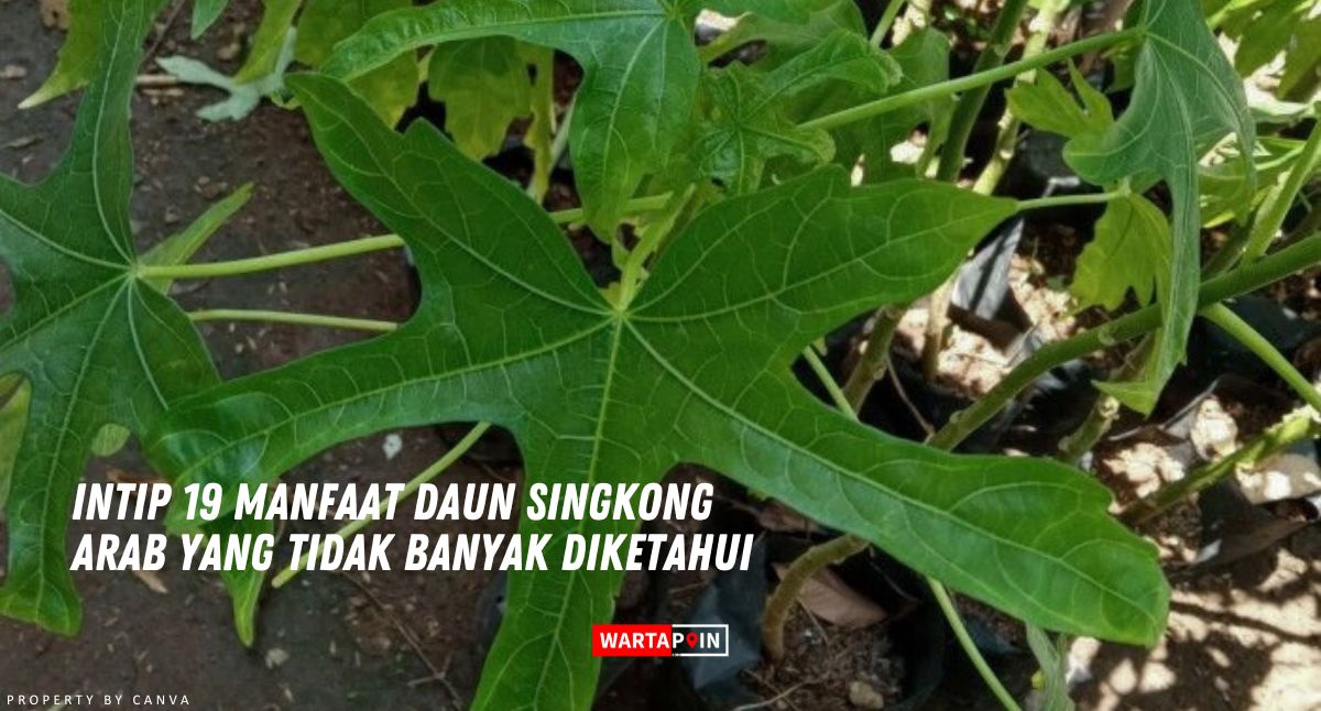 Intip 19 Manfaat Daun Singkong Arab yang Tidak Banyak Diketahui