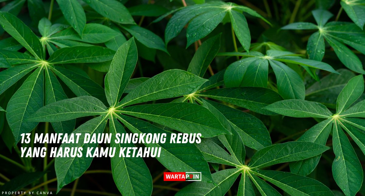 13 Manfaat Daun Singkong Rebus yang Harus Kamu Ketahui