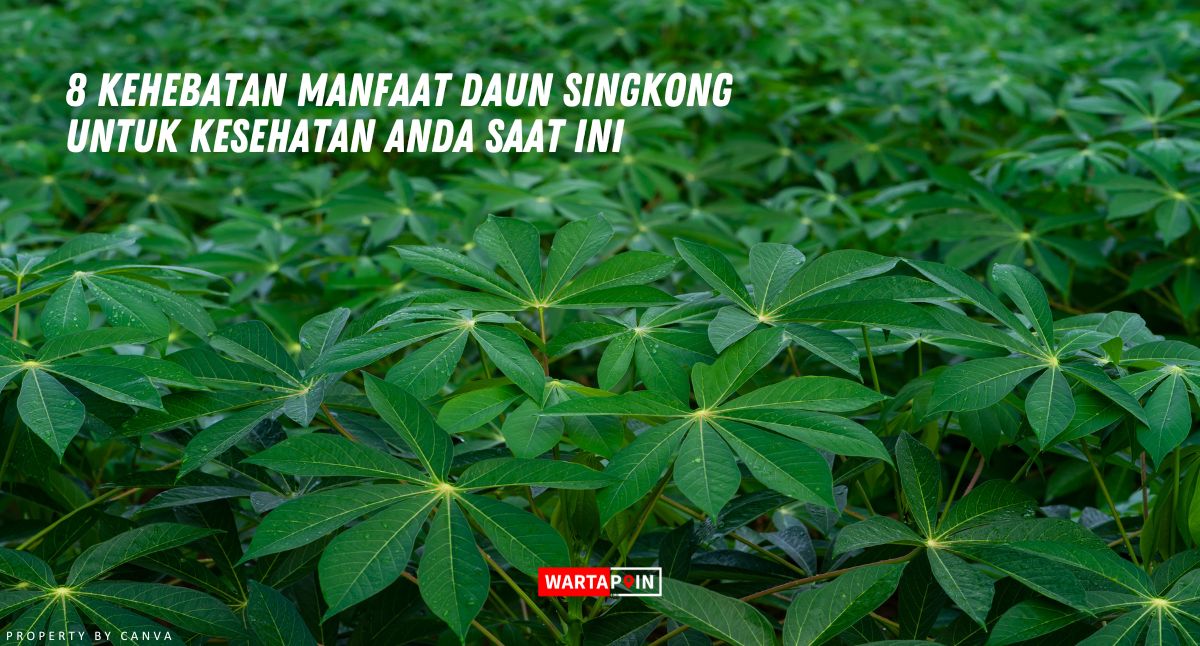 8 Kehebatan Manfaat Daun Singkong untuk Kesehatan Anda Saat ini