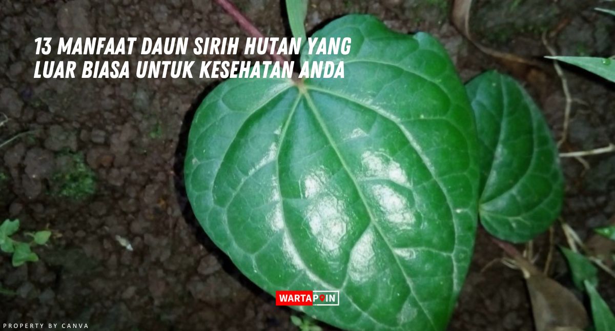 13 Manfaat Daun Sirih Hutan yang Luar Biasa untuk Kesehatan Anda