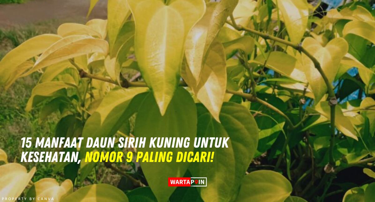 15 Manfaat Daun Sirih Kuning untuk Kesehatan, Nomor 9 Paling Dicari!