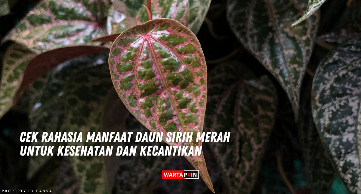 Cek Rahasia Manfaat Daun Sirih Merah untuk Kesehatan dan Kecantikan