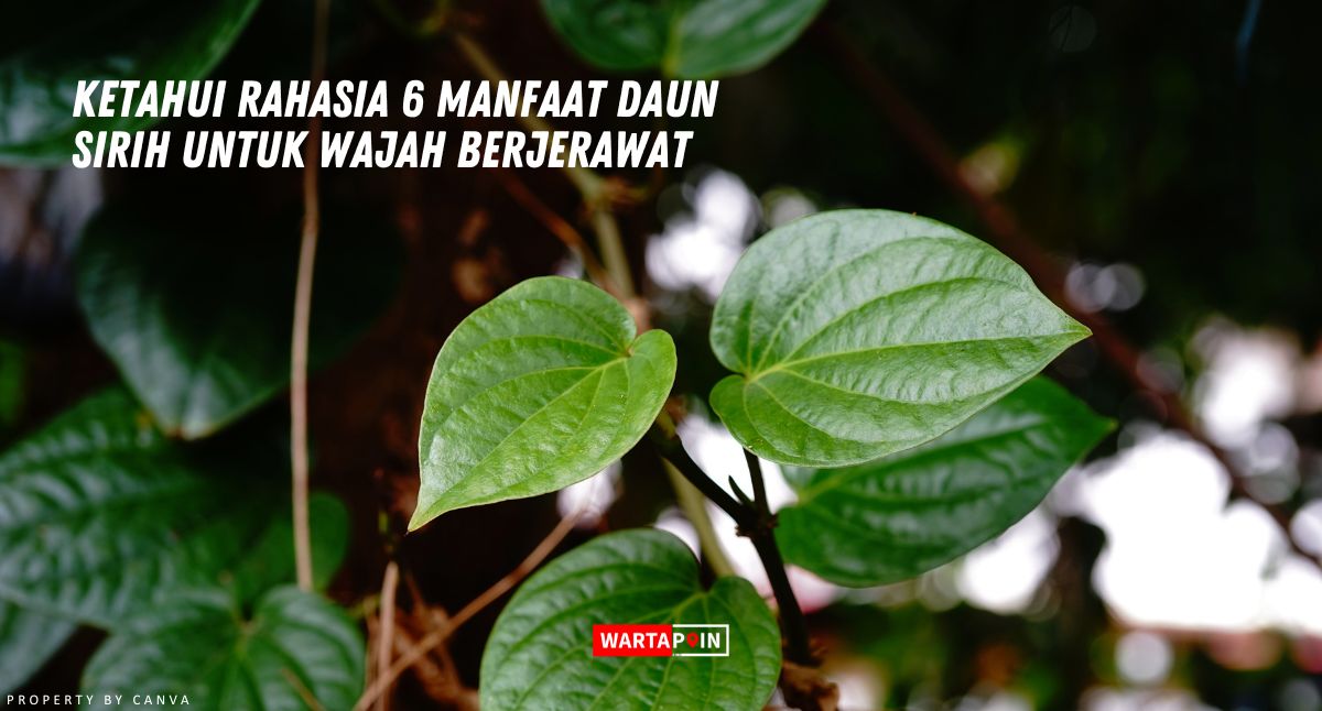 Ketahui Rahasia 6 Manfaat Daun Sirih untuk Wajah Berjerawat