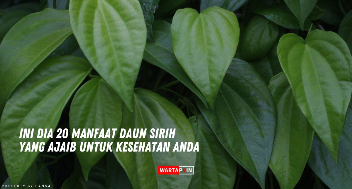 Ini Dia 20 Manfaat Daun Sirih yang Ajaib untuk Kesehatan Anda