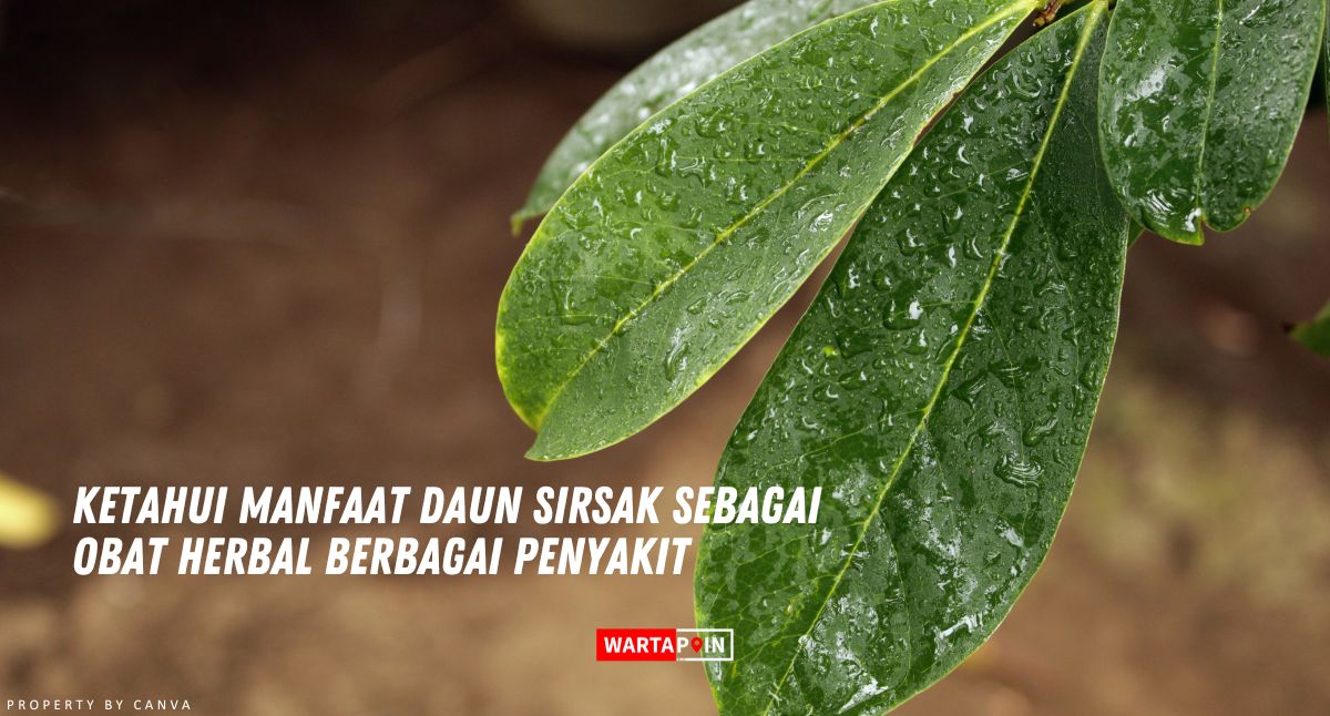 Ketahui Manfaat Daun Sirsak Sebagai Obat Herbal Berbagai Penyakit