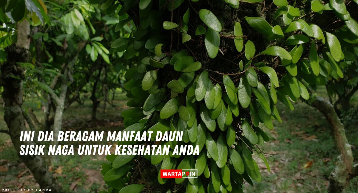 Ini Dia Beragam Manfaat Daun Sisik Naga untuk Kesehatan Anda