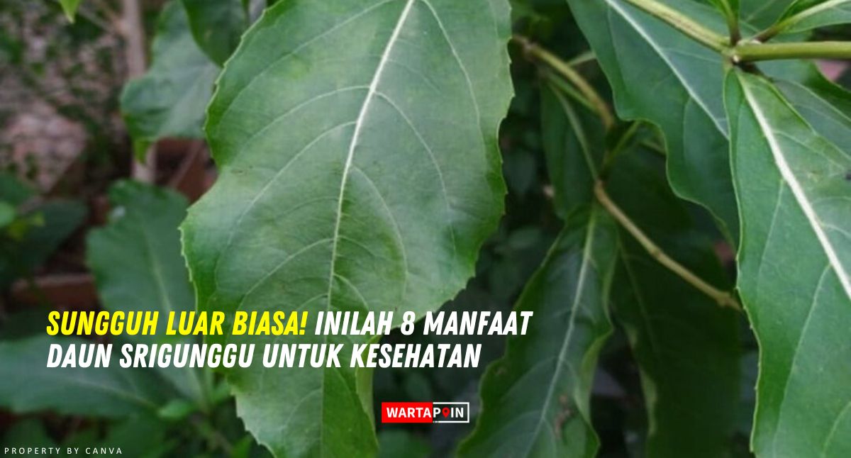 Sungguh Luar Biasa! Inilah 8 Manfaat Daun Srigunggu untuk Kesehatan