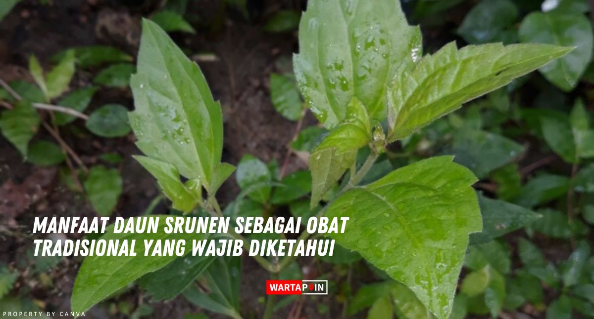 Manfaat Daun Srunen Sebagai Obat Tradisional yang Wajib Diketahui