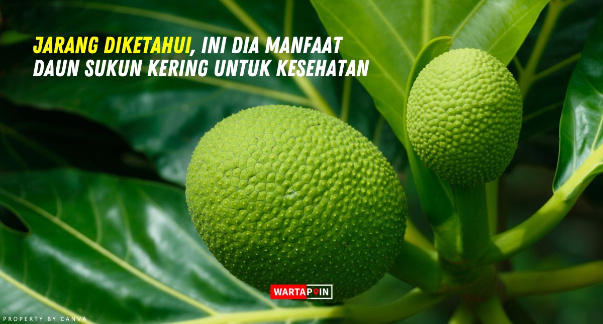 Jarang Diketahui, Ini Dia Manfaat Daun Sukun Kering untuk Kesehatan