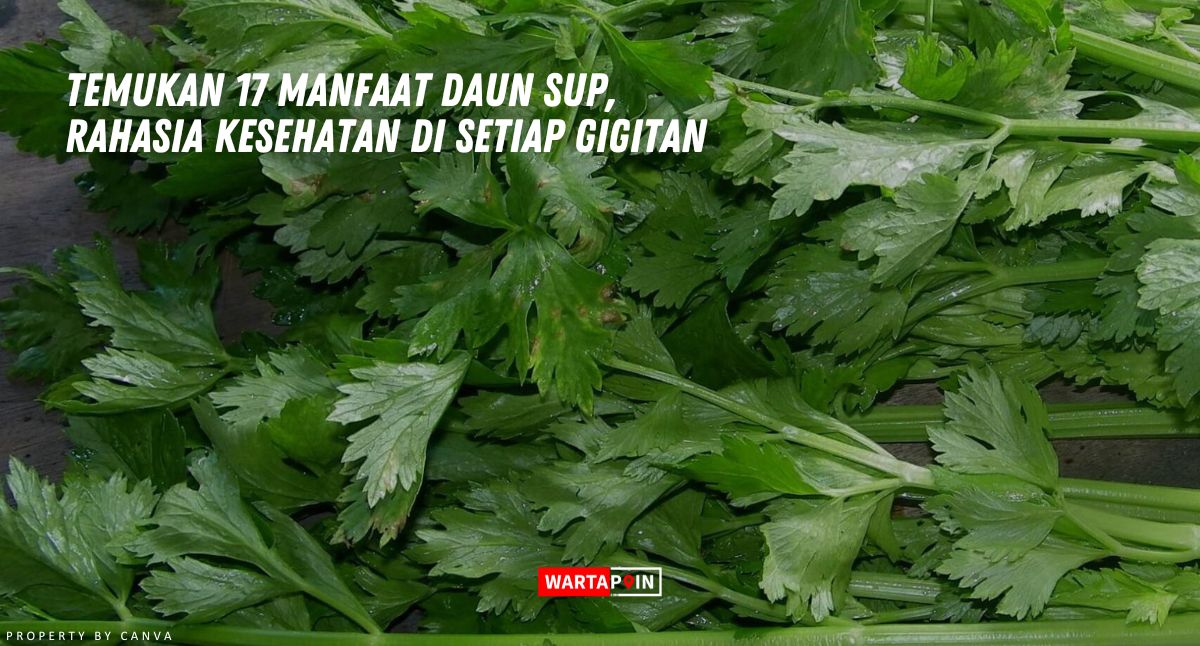 Temukan 17 Manfaat Daun Sup, Rahasia Kesehatan di Setiap Gigitan