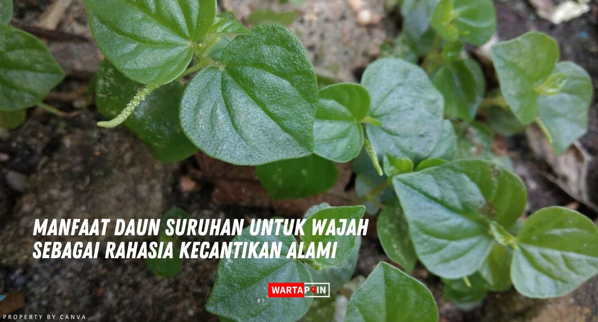 Manfaat Daun Suruhan untuk Wajah Sebagai Rahasia Kecantikan Alami