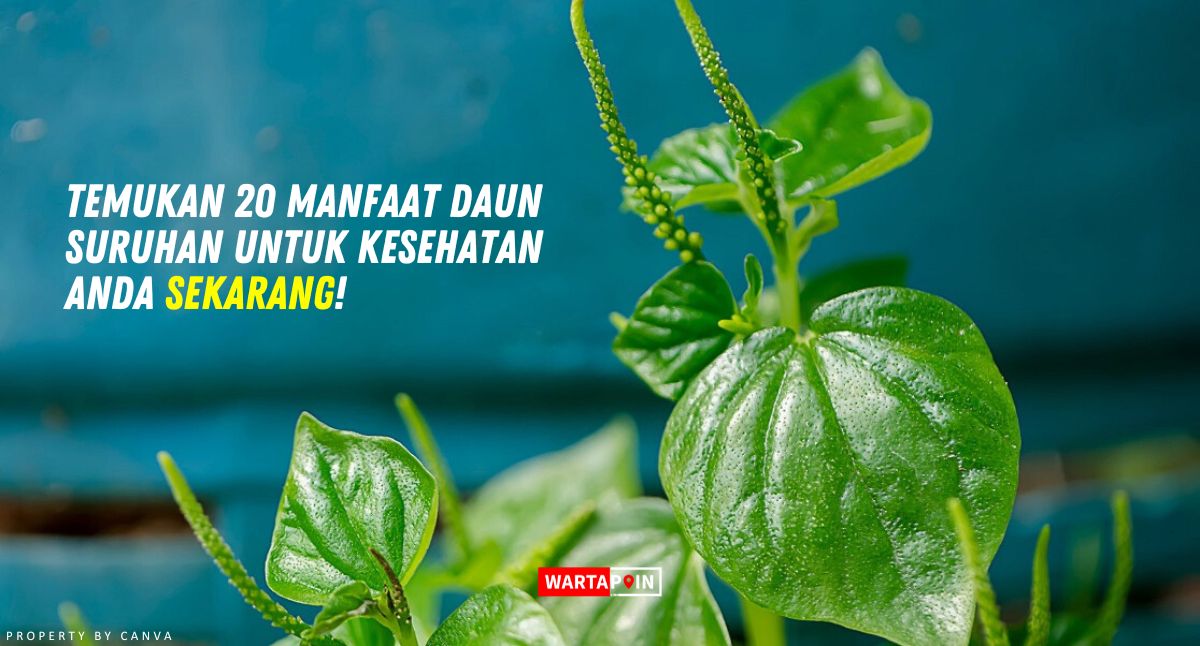 Temukan 20 Manfaat Daun Suruhan untuk Kesehatan Anda Sekarang!