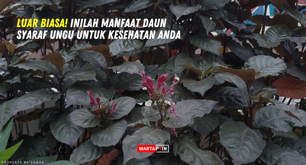 Luar Biasa! Inilah Manfaat Daun Syaraf Ungu untuk Kesehatan Anda